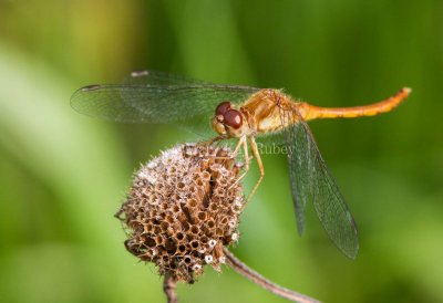 Autumn Meadowhawk juvenile male _MG_9771.jpg