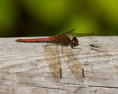 Autumn Meadowhawk male _I9I3949.jpg