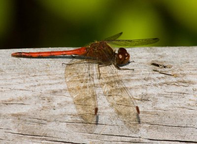 Autumn Meadowhawk male _I9I3950.jpg