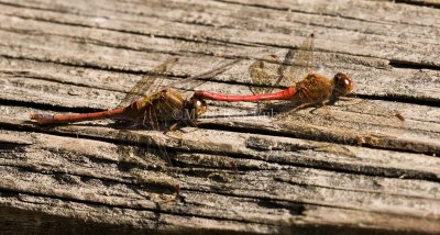 Autumn Meadowhawk pair 1 mating _I9I3984.jpg