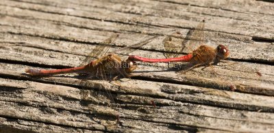 Autumn Meadowhawk pair 1 mating _I9I3985.jpg