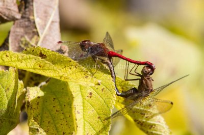 Autumn Meadowhawk pair 3 mating _MG_8880.jpg