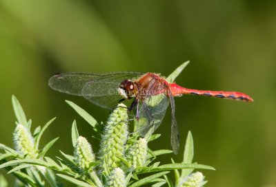 White-faced Meadowhawk male _MG_1113.jpg