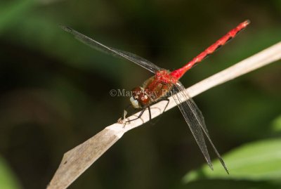 White-faced Meadowhawk male _7MK9361.jpg