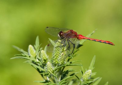 White-faced Meadowhawk male _MG_1109.jpg