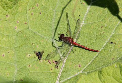 White-faced Meadowhawk male _MG_2612.jpg