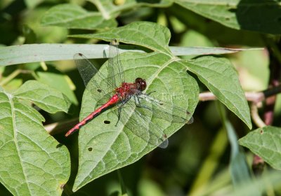 White-faced Meadowhawk male _MG_2617.jpg