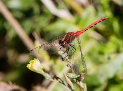 White-faced Meadowhawk male _MG_2623.jpg