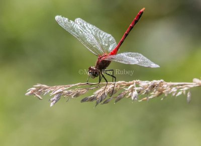 White-faced Meadowhawk male _MG_2825.jpg