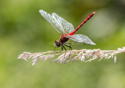 White-faced Meadowhawk male _MG_2827.jpg