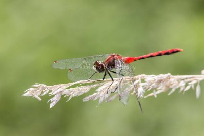 White-faced Meadowhawk male _MG_2828.jpg