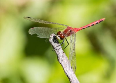 White-faced Meadowhawk male _MG_2842.jpg