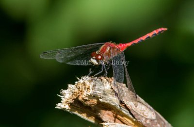 White-faced Meadowhawk male _MG_4375.jpg