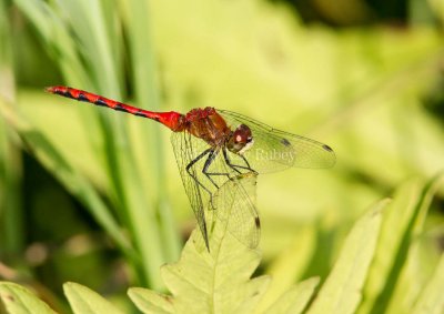 White-faced Meadowhawk male _MG_9864.jpg