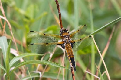 Four-spotted Skimmer _MG_0870.jpg