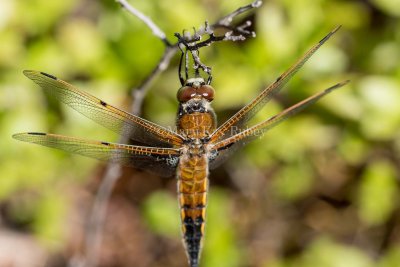 FOUR-SPOTTED SKIMMERS (Libellula quadrimaculata)