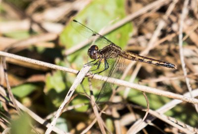 Little Blue Dragonlet female _MKR9897.jpg