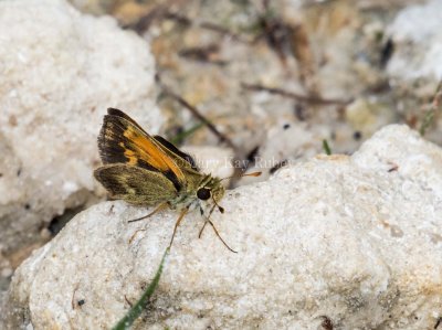 Baracoa Skipper (Polites baracoa)