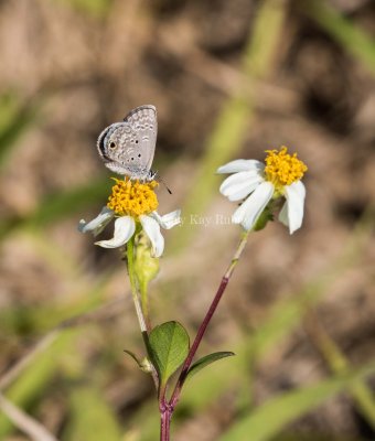 Ceraunus Blue _MKR0277.jpg