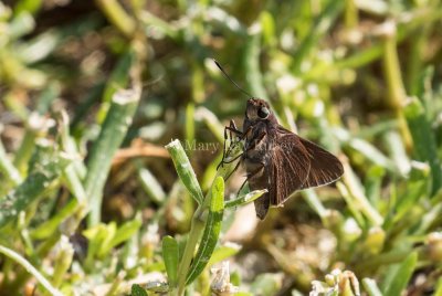 Monk Skipper _MKR1144.jpg