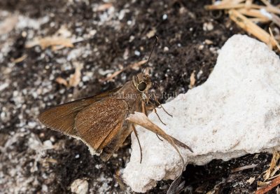 Monk Skipper female _2MK9508.jpg