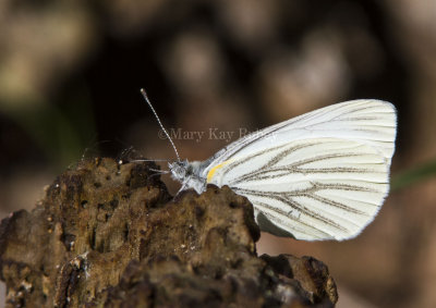 MUSTARD WHITE (Pieris napi)