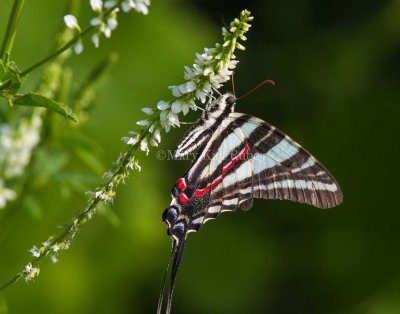 Zebra Swallowtail _MG_0137.jpg