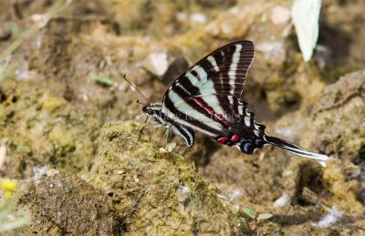 Zebra Swallowtail _MG_0667.jpg