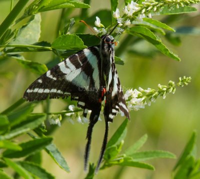 Zebra Swallowtail _MG_0129.jpg