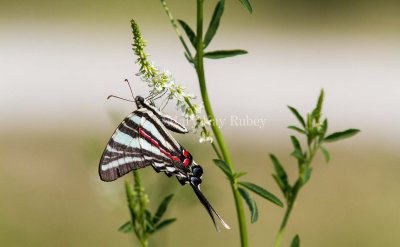 Zebra Swallowtail _MG_0171.jpg