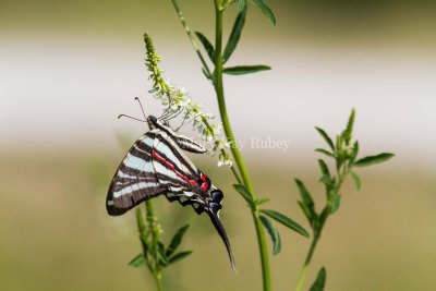 Zebra Swallowtail _MG_0173.jpg