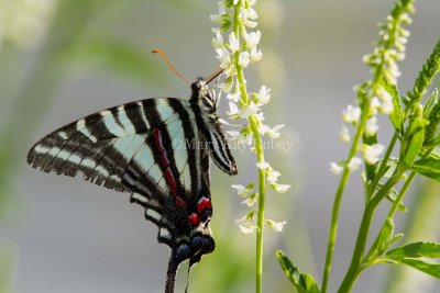 Zebra Swallowtail _MG_0204.jpg