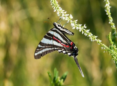 Zebra Swallowtail _MG_0288.jpg