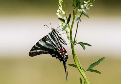 Zebra Swallowtail _MG_0367.jpg