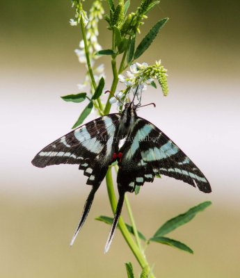 Zebra Swallowtail _MG_0382.jpg