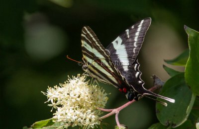 Zebra Swallowtail _MG_0456.jpg