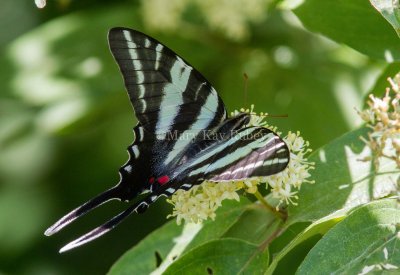 Zebra Swallowtail _MG_0462.jpg