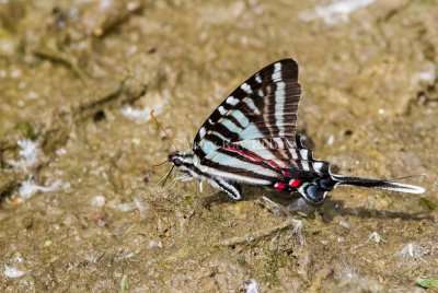 Zebra Swallowtail _MG_0685.jpg