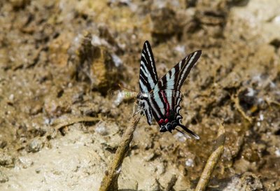 Zebra Swallowtail _MG_0695.jpg