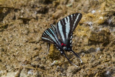 Zebra Swallowtail _MG_0737.jpg