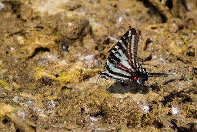 Zebra Swallowtail _MG_0741.jpg