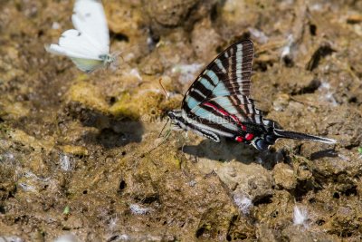 Zebra Swallowtail _MG_0745.jpg