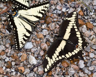 Giant + Eastern Tiger Swallowtail _MG_2315.jpg