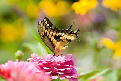 Giant Swallowtail _H9G6799.jpg