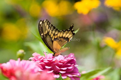 Giant Swallowtail _H9G6803.jpg