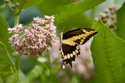 Giant Swallowtail _I9I1897.jpg
