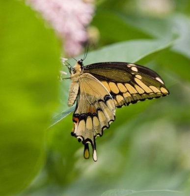 Giant Swallowtail _I9I1899.jpg