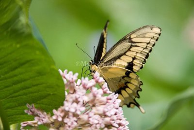 Giant Swallowtail _I9I1901.jpg