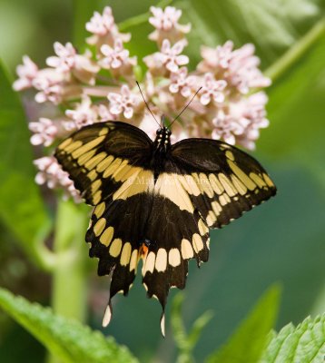 Giant Swallowtail _I9I1916.jpg