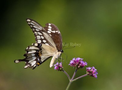 Giant Swallowtail _MG_9951.jpg